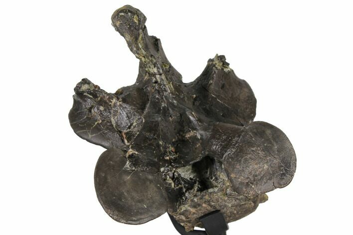 Tall, Tyrannosaur Cervical Vertebra - Two Medicine Formation #130213